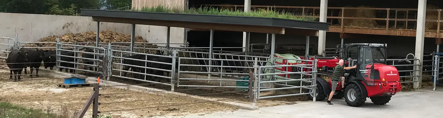 Ein Mann steht auf einem Hof neben einem roten Weidemann-Lader vor mehreren Rindern.