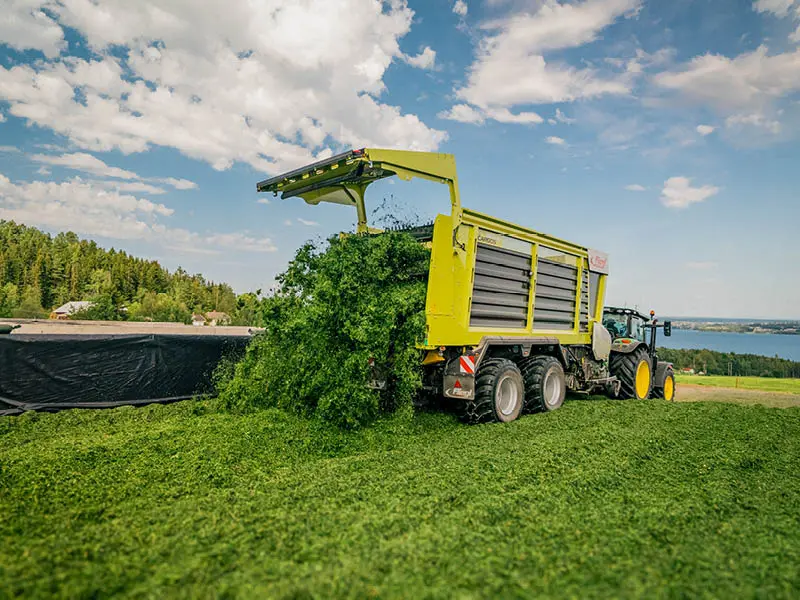 Fliegl Cargos 8400 fűszilázs közben.