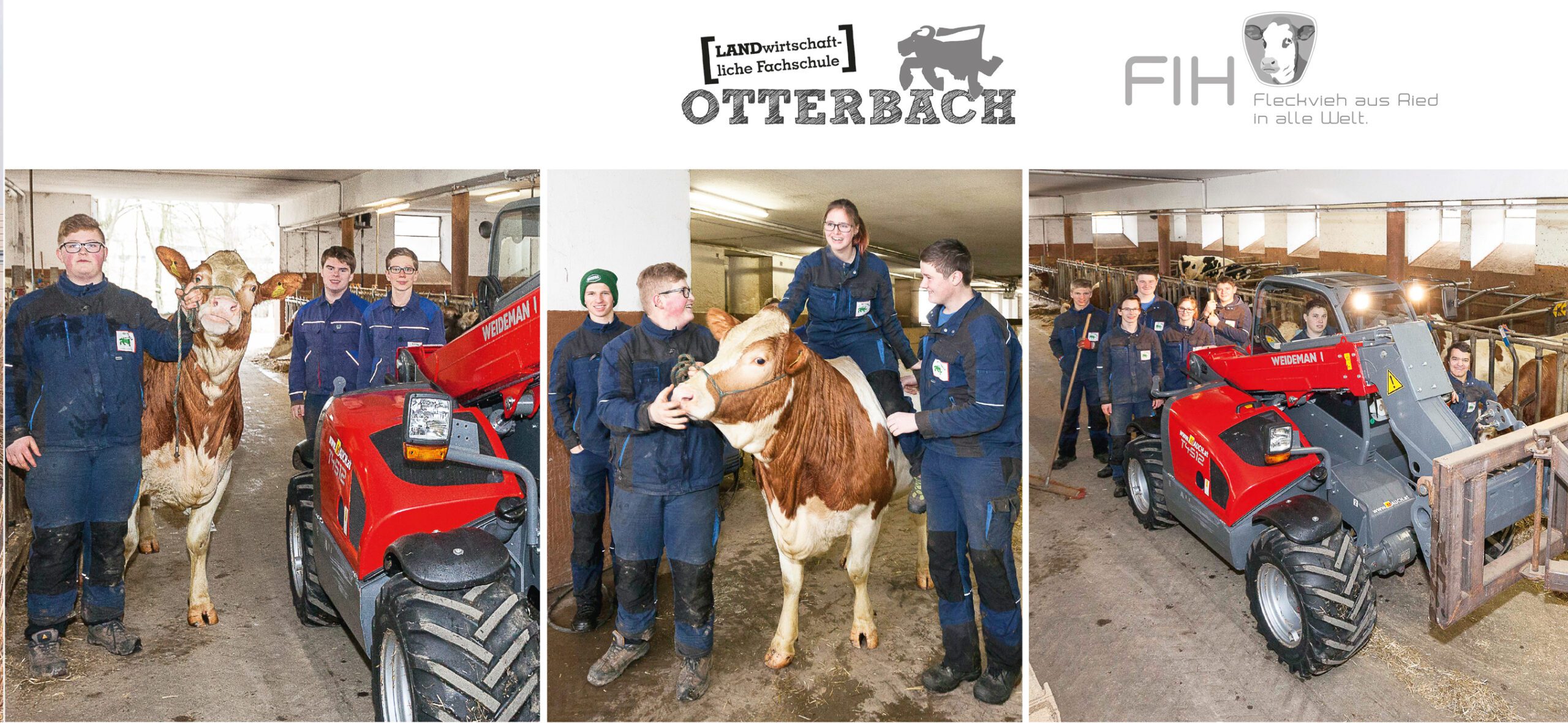 Schüler der Landwirtschaftlichen Fachschule Otterbach mit einer Kuh und einem Weidemann T4512 Hoftrac.