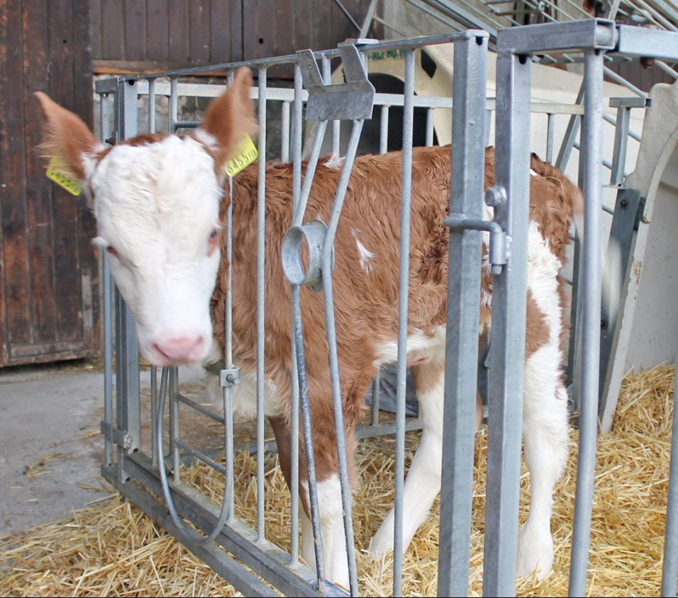 Kalb in einem Metallgehege auf Stroh stehend.