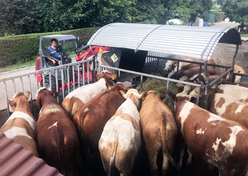 Ein Landwirt füttert eine Gruppe von Kühen mit einem Futtertraktor.