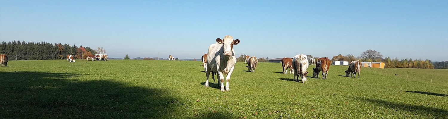Kühe auf einer grünen Weide mit blauem Himmel im Hintergrund.