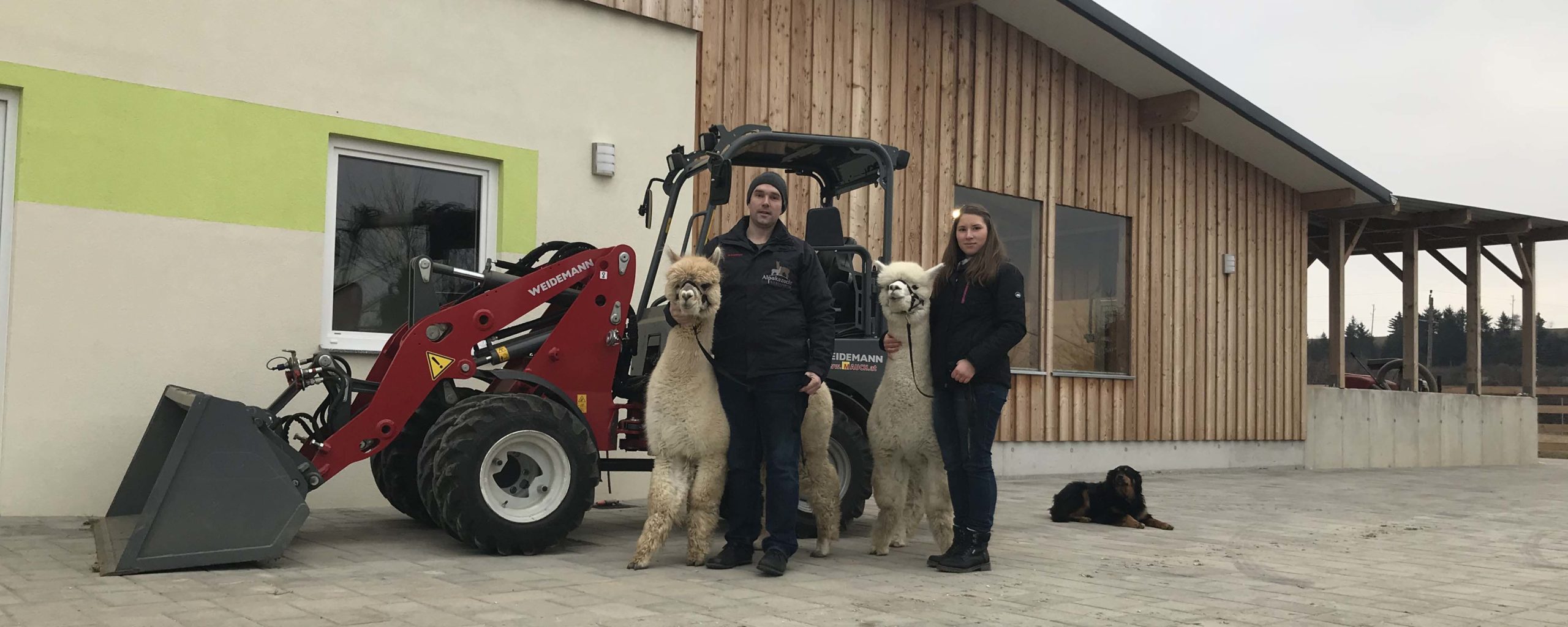 Ein Paar mit zwei Alpakas steht vor einem Weidemann-Traktor neben einem Gebäude.