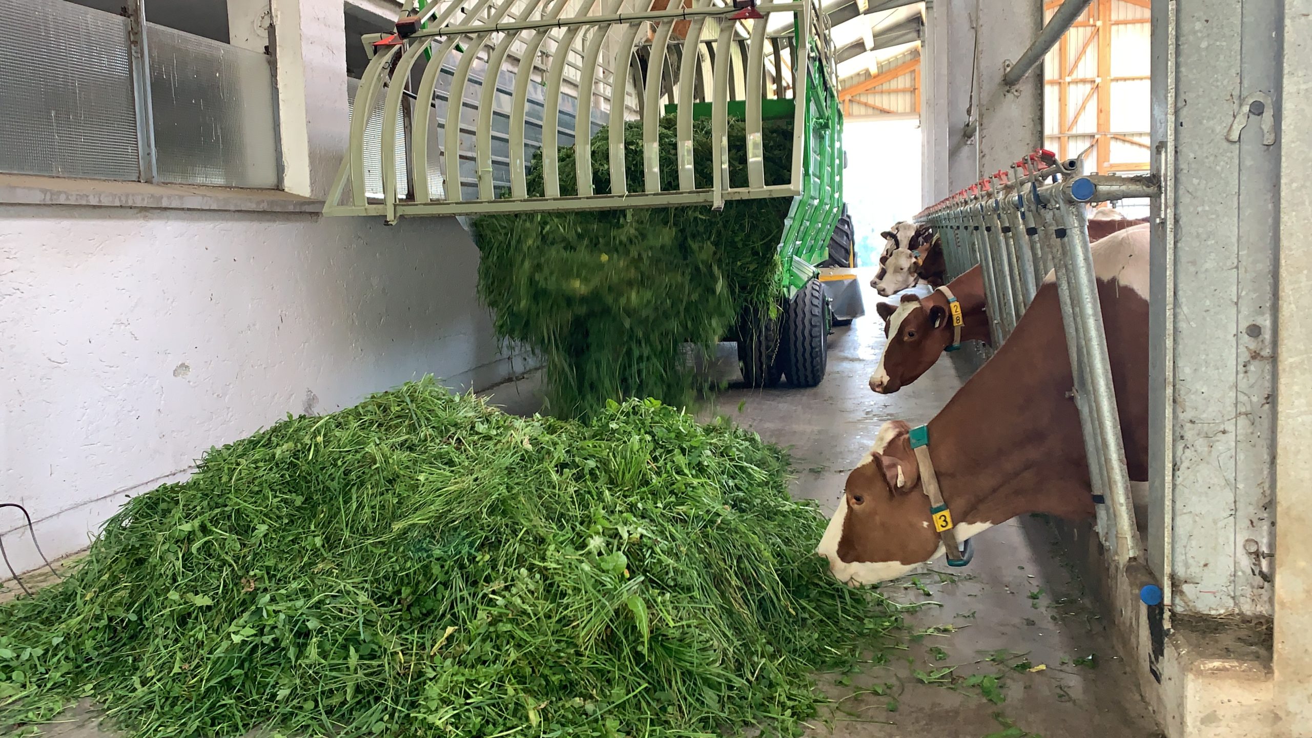 Maschine lädt Heuballen in einen Stall, während Kühe daneben fressen.