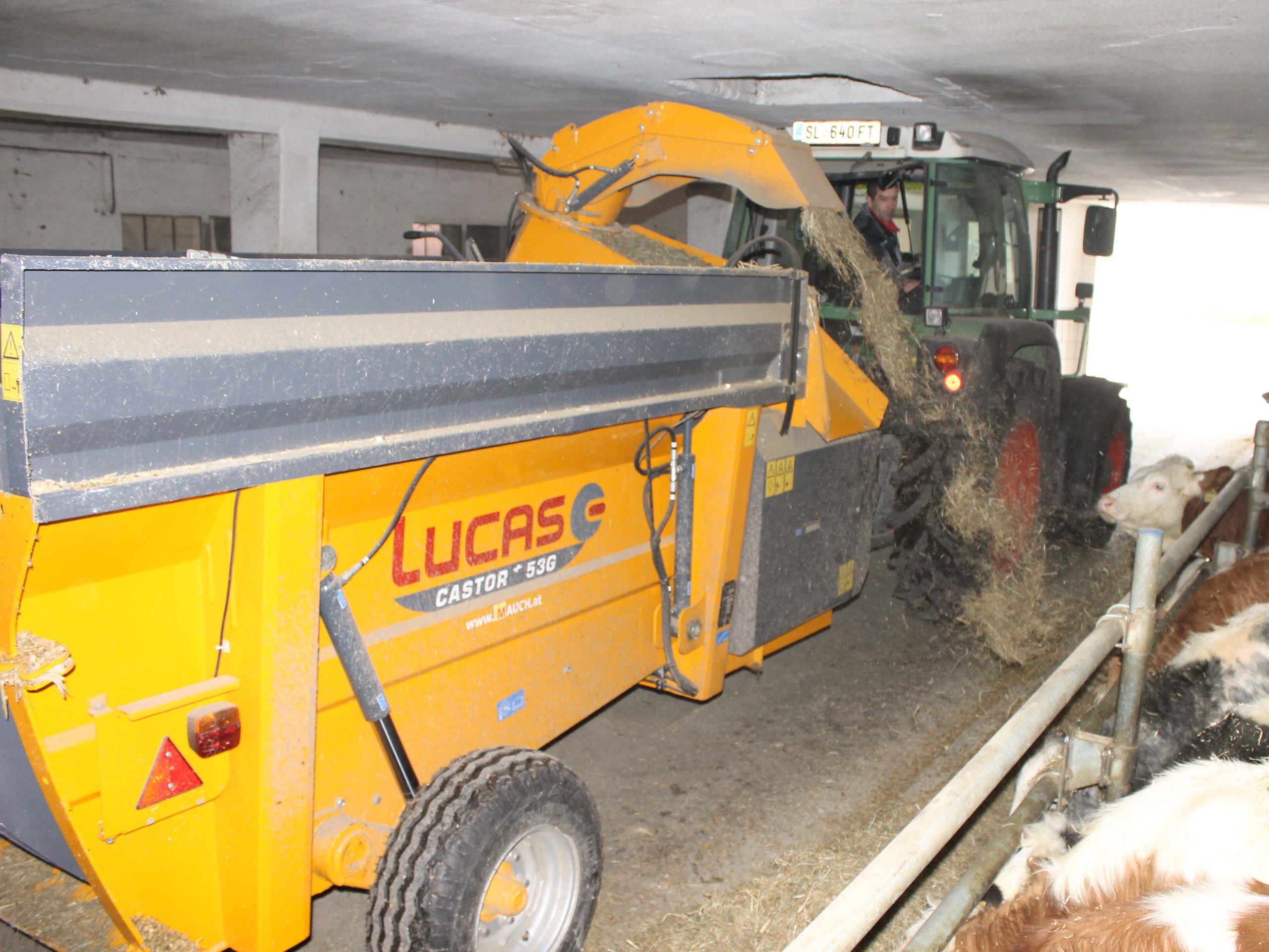 Ein Traktor mit einem Lucas Castor 53G Futtermischwagen verteilt Futter an Kühe in einem Stall.