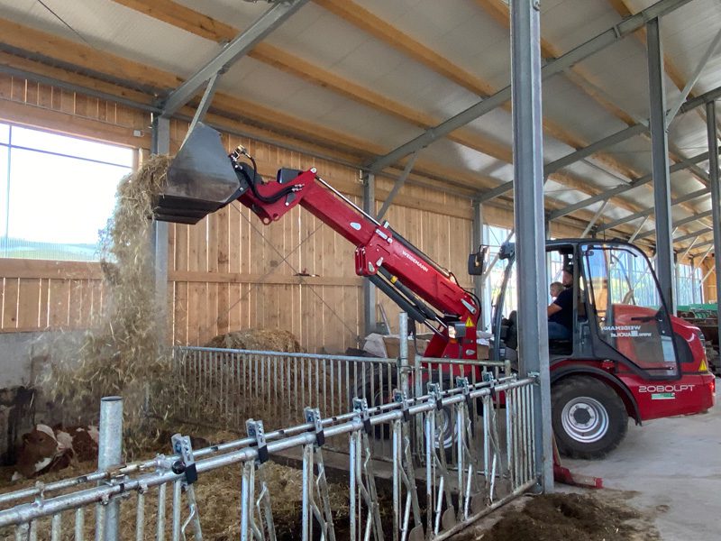 Egy piros Weidemann 2080LPT traktor szénával teli lapátot ürít egy pajtába.